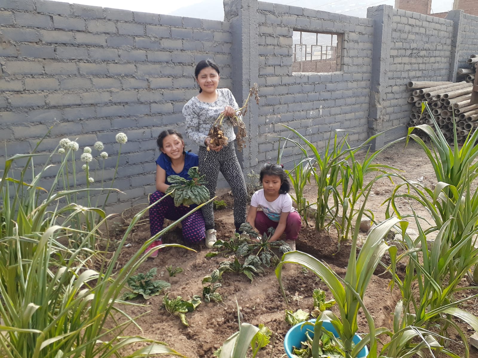 Trabajo de Oberle Perú
