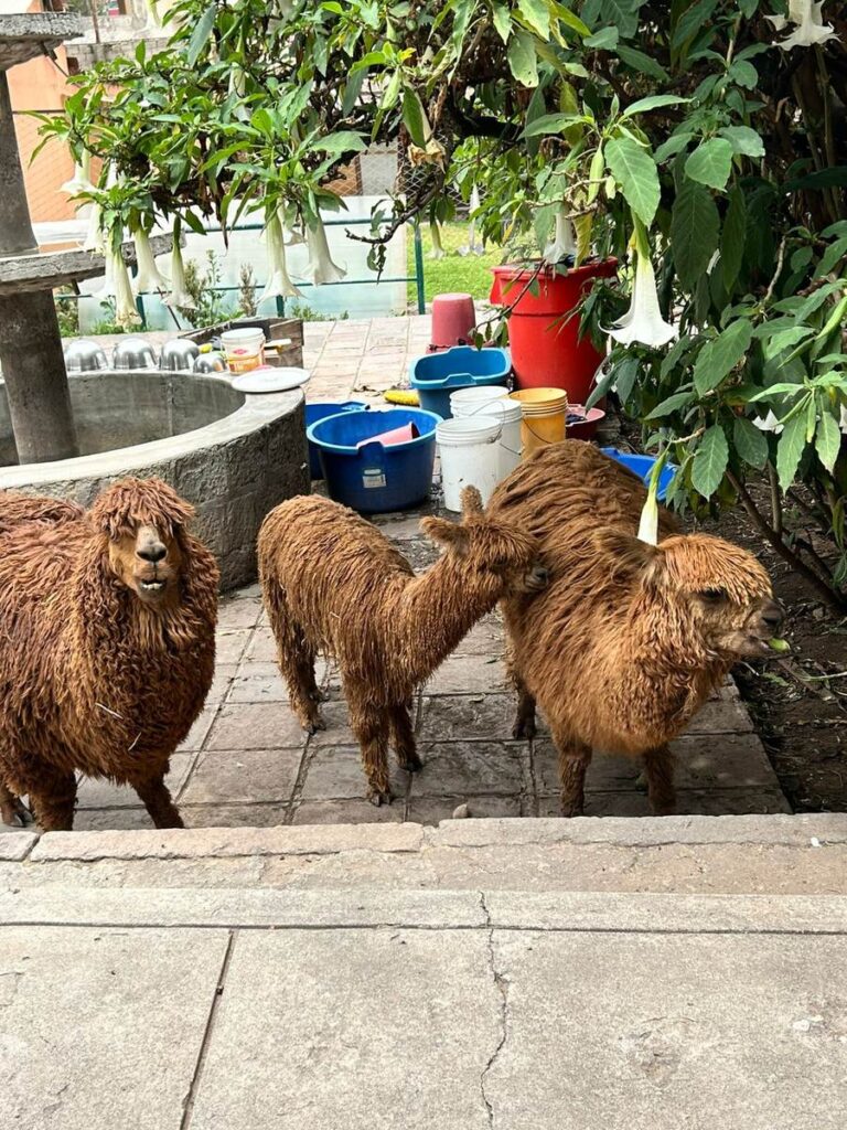 Albergue de Animales Rescatados