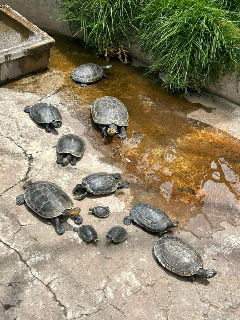 Albergue de Animales Rescatados