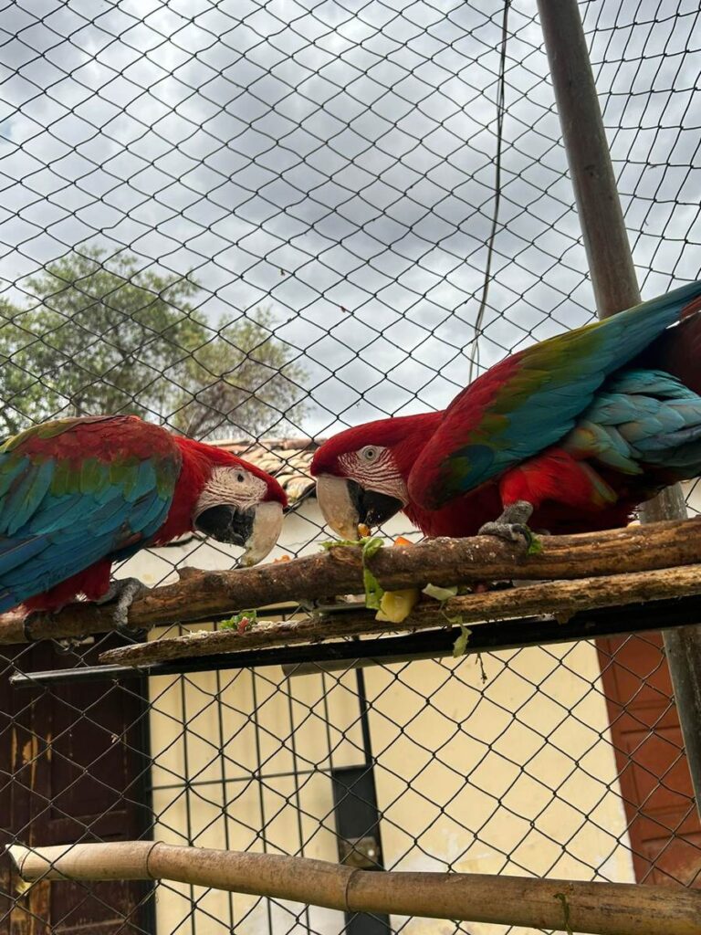 Albergue de Animales Rescatados