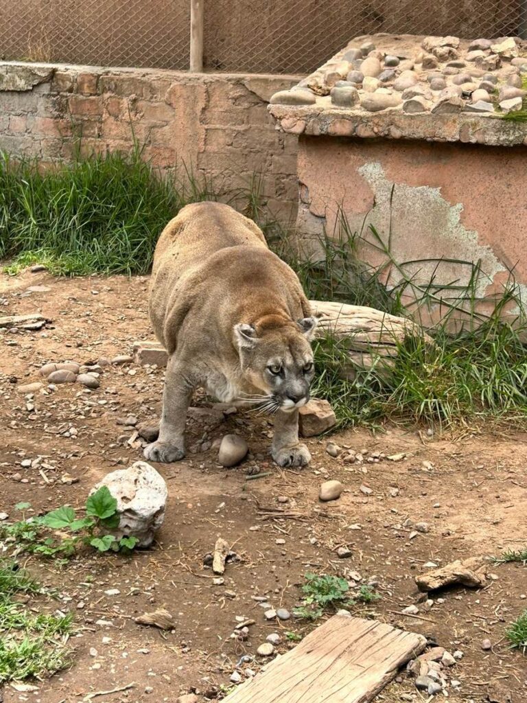 Albergue de Animales Rescatados